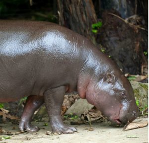 Hippopotame nain originaire d'Afrique de l'Ouest.