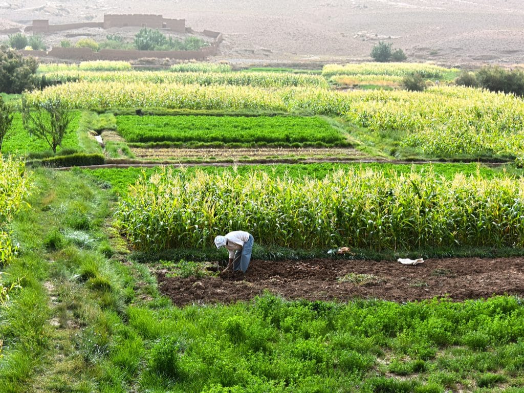 MAROC : l’initiative « Tripple A » et le secteur agricole marocain exposés à Budapest, © / monticello Shutterstock