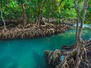 MADAGASCAR: Planting mangroves to improve fishermen's activity © De Rbk365/ Shutterstock