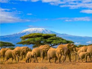 TANZANIE : réserve naturelle de Selous va être rasée pour produire de l’électricité © Paula French/Shutterstock