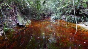 Une rivière au coeur de la forêt du Mondah, au Gabon @ Biotope