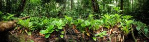 Palisota, endemic species of Gabon, nestled in the Bois des géants © Michel Geniez, Biotope