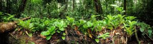 Palisota, espèce endémique du Gabon, nichée dans le Bois des géants, près de Libreville © Michel Geniez, Biotope