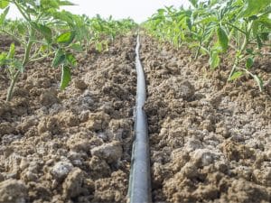 GHANA : quand le projet d’irrigation de Torgorme crée 12 000 emplois ©Juan Aunion /shutterstock