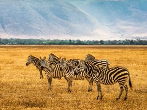 TANZANIA: Positive tourism figures for the Ngorongoro Conservation Area © Nick Fox /Shutterstock