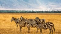 TANZANIE : les bons chiffres du tourisme dans l’aire de conservation de Ngorongoro © Nick Fox /Shutterstock