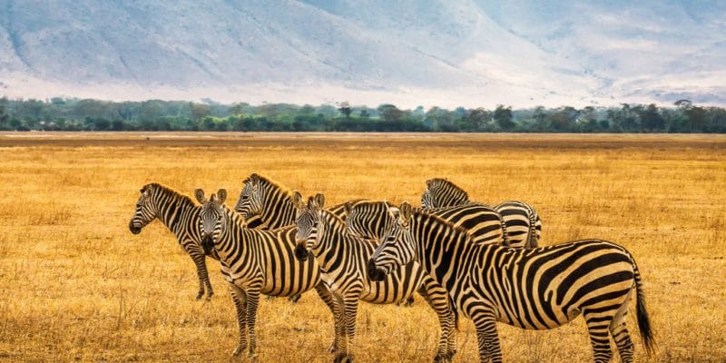 TANZANIE : les bons chiffres du tourisme dans l’aire de conservation de Ngorongoro © Nick Fox /Shutterstock