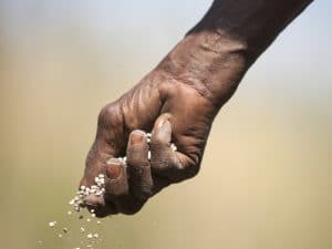 SOUTH AFRICA: Producing urine-based fertilizers thanks to waterless urinals© giulio napolitano//shutterstock