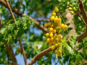 BÉNIN : la start-up Bio Phyto fournit des engrais bio aux agriculteurs… Inédit !