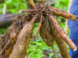 GHANA : Deux jeunes produisent de l’énergie grâce au manioc