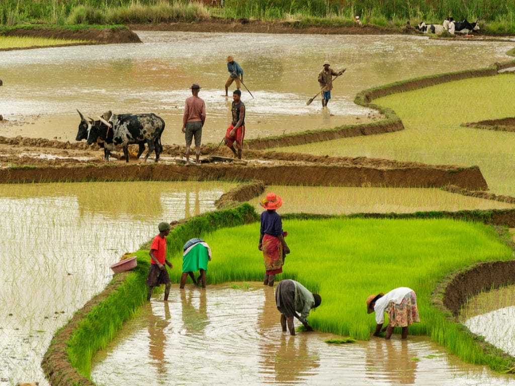 UGANDA: Indian government invests $200 million in energy and irrigation ©Jen Watson/Shutterstock