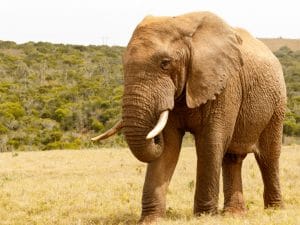 MOZAMBIQUE: De Beers and Peace Parks move 200 elephants from South Africa ©Mark Descande/Shutterstock