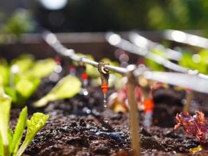 AFRIQUE DE L’OUEST : Interplast lance Ingreen, un nouveau système d’irrigation ©Floki/Shutterstock