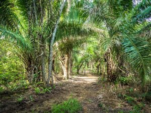 AFRIQUE: quand la culture le palmier à huile menace la biodiversité…©Filipe Frazao/Shutterstock