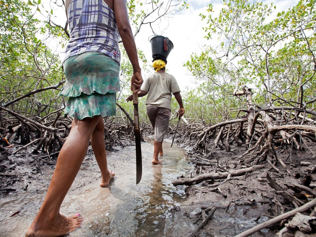 WEST AFRICA: Wetland conservation project launched in Dakar©Jen Watson/Shutterstock