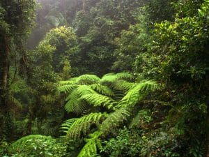 IVORY COAST: €21 million from government and World Bank for reforestation ©Jen Watson/Shutterstock