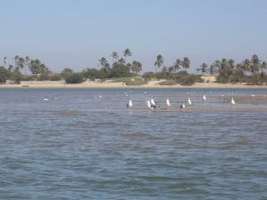 SENEGAL: AFD and the state are launching projects to protect Langue de Barbarie©Pascal Vosicki/Shutterstock