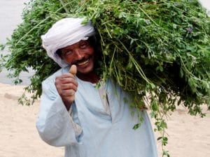 MOROCCO: ADA provides farmers with climate vulnerability mapping© ChameleonsEye/Shutterstock