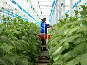 KENYA: Geothermics, a boon for farmers in Nakuru County dubes sonego©/Shutterstock