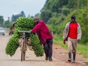 UGANDA: Climate change adaptation plan for agriculture adopted©GUDKOV ANDREY/Shutterstock