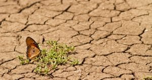 COP24: $ 50 billion from World Bank for climate change adaptation©Netta Arobas/Shutterstock