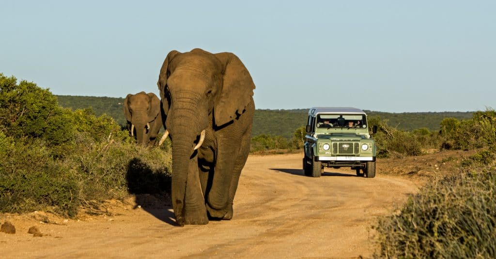 AFRICA: UAVs to curb elephant poaching©CarcharadonShutterstock