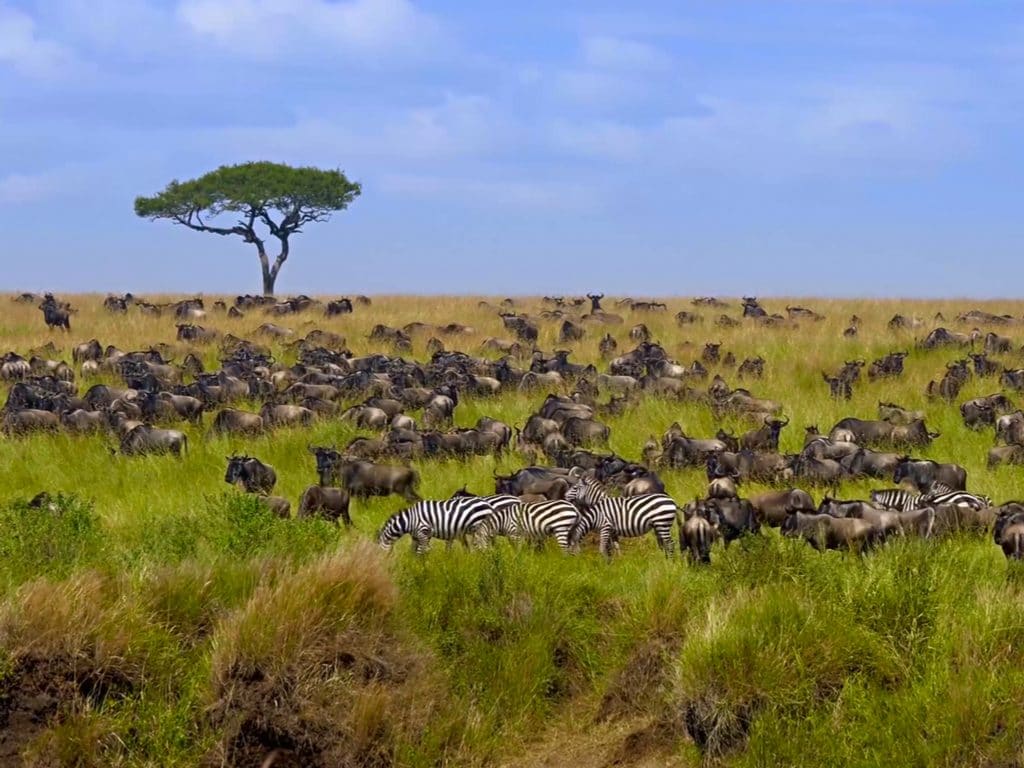 KENYA: UNDP launches $4 million project for biodiversity conservation© Alina Lavrenova/Shutterstock