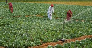 MOZAMBIQUE: How agriculture has become resistant to climate change©Hari Mahidhar /Shutterstock