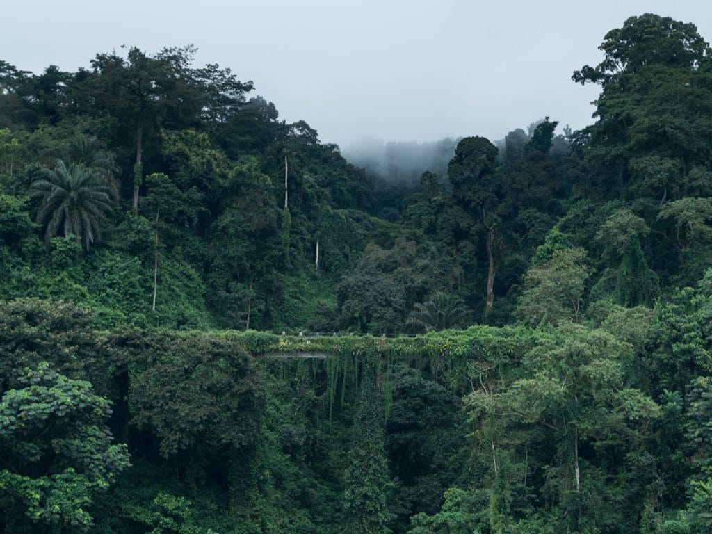 CENTRAL AFRICA: EU Grants €20 Million for Biodiversity Protection ©Jan Ziegler/Shutterstock