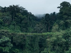 AFRIQUE CENTRALE : 20 M€ de subventions de l’UE pour la protection de biodiversité ©Jan Ziegler/Shutterstock