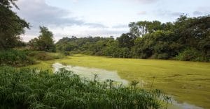 BENIN: Environmental education project in Grand-Popo to save mangroves©stephane lalevee/Shutterstock