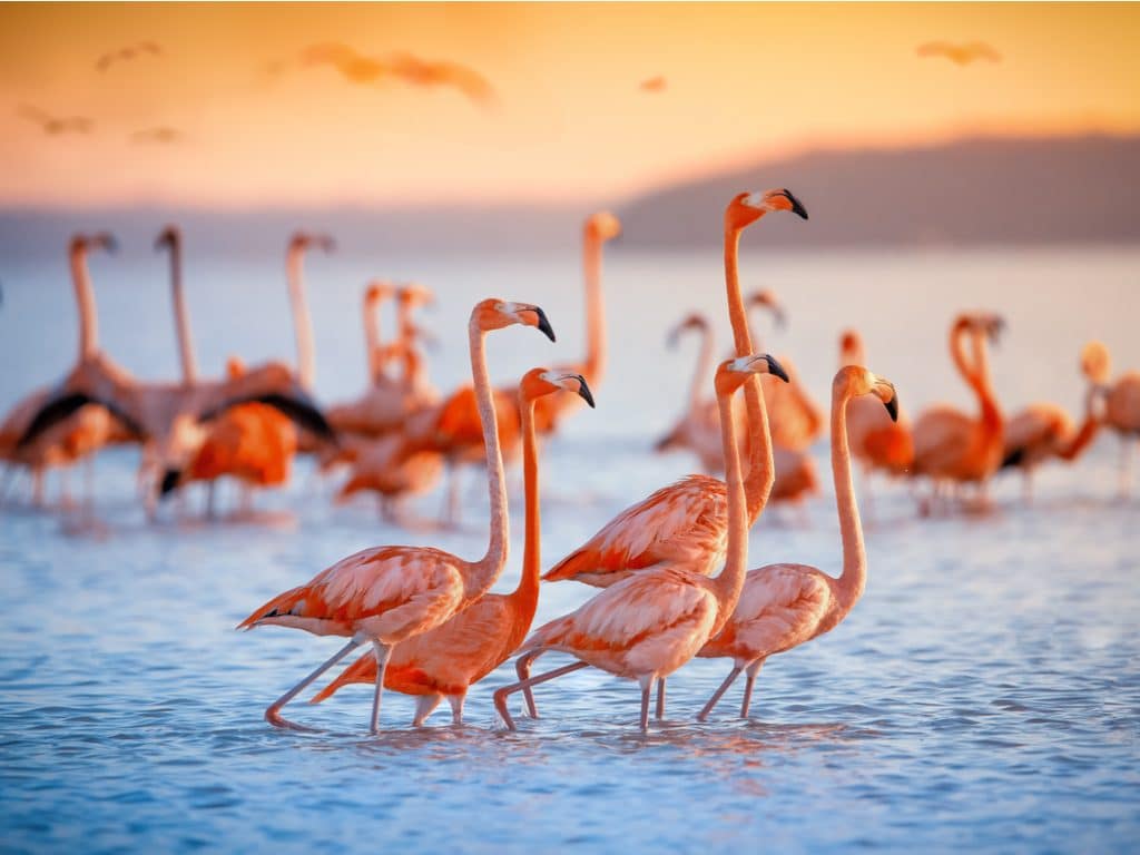 AFRIQUE DU SUD : comment Sanccob vient de sauver 2 000 bébés flamants roses ©jdross75/Shutterstock