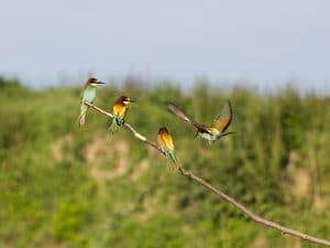 MOROCCO: Project launched to strengthen biodiversity capacity © Tanja_G/Shutterstoock