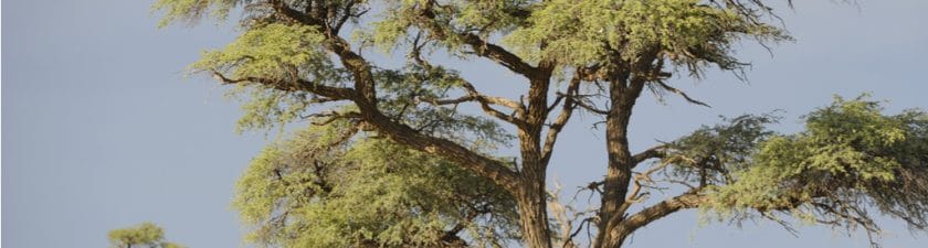 TUNISIA: Dream in Tunisia with local population plants acacias against the desert© WOLF AVNI/Shutterstock