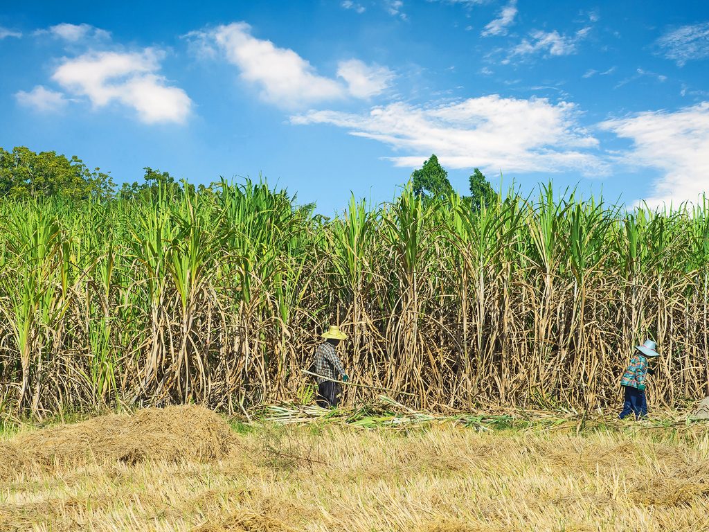 TANZANIA: Sugar-cane plantation to be transformed into reserve, soon©TigerStock's/Shutterstock