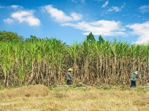 TANZANIA: Sugar-cane plantation to be transformed into reserve, soon©TigerStock's/Shutterstock