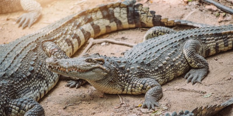 Is Crocodile Skin Ethical or Sustainable? - Good On You