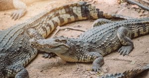 AFRIQUE : Louis Vuitton durcit ses critères d’achat de peaux de crocodile©VacancylizmShutterstock