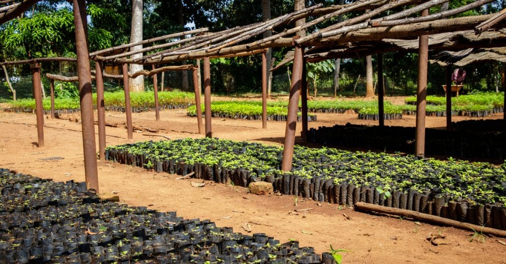 ÉTHIOPIE : Eden cherche de nouveaux partenaires pour continuer le reboisement du pays©Dennis WegewijsShutterstock