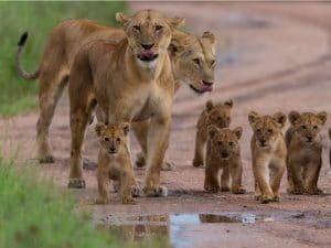 TANZANIE : cinq réserves à gibiers se transforment officiellement en parcs nationaux©Chantal de Bruijne/Shutterstock