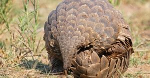 CAMEROUN : Laga soutient la lutte du gouvernement contre le braconnage des pangolins©Eugene Troskie Shutterstock