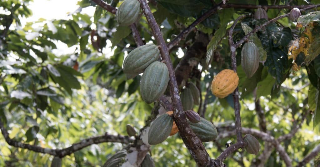 AFRIQUE DE L’OUEST : le Ghana et la Côte d’Ivoire publient leur plan Cocoa & Forests©gustavomellossaShutterstock