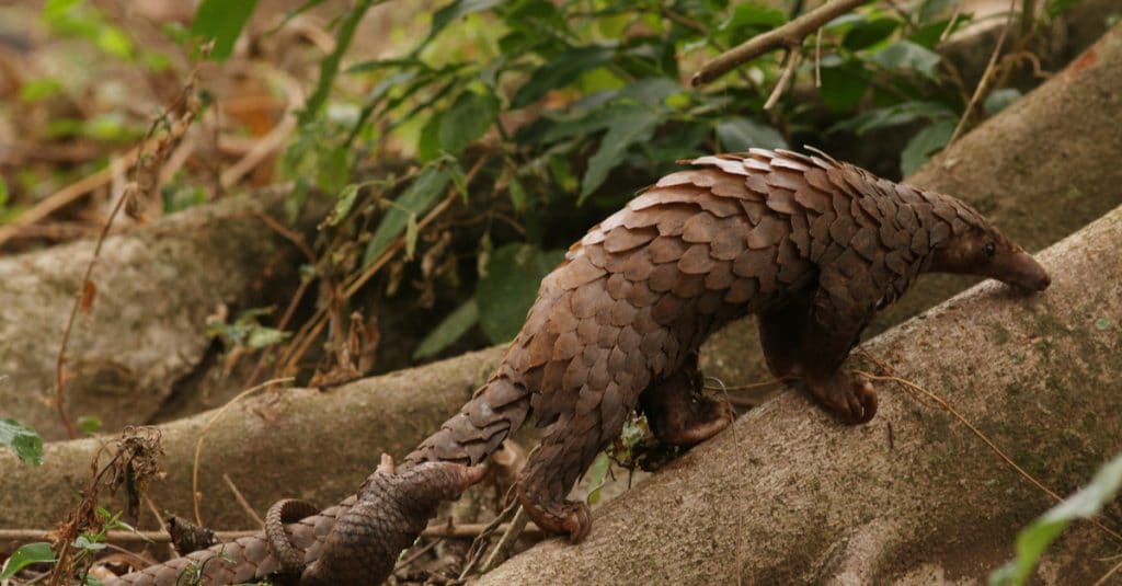 CAMEROUN : Guerre ouverte contre l’exploitation illégale des forêts et de la faune©Jiri ProchazkaShutterstock