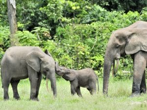 GUINEE : l’UE et la BAD investissent près de 67 M € pour protéger l’environnement©Sergey Uryadnikov/Shutterstock