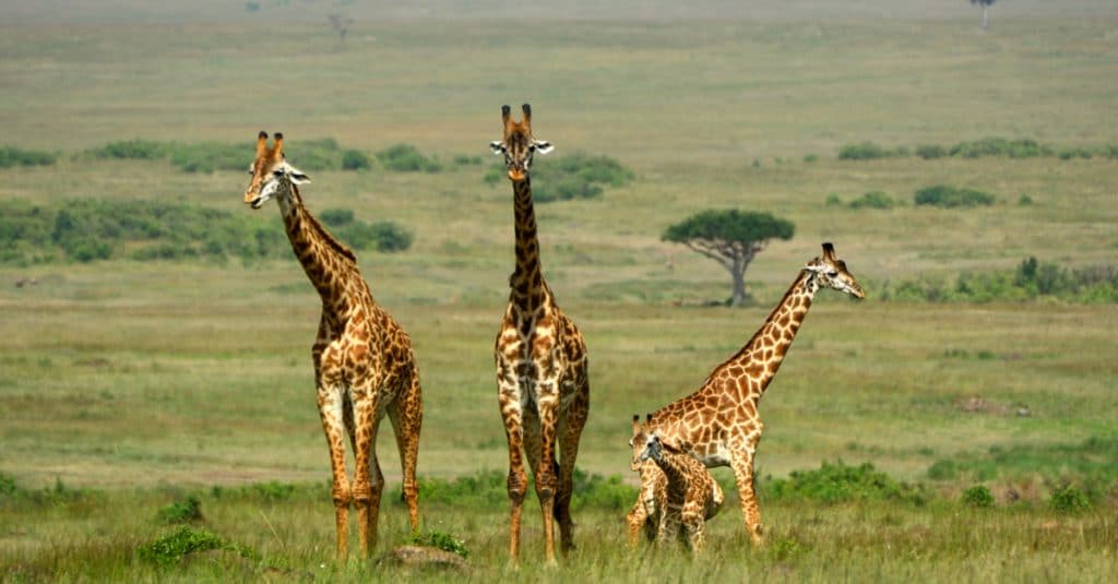 AFRICA: Thirty countries pressure EU against giraffe poaching©Attila JANDIShutterstock