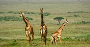 AFRIQUE : trente pays font pression sur l’UE contre le braconnage des girafes©Attila JANDIShutterstock