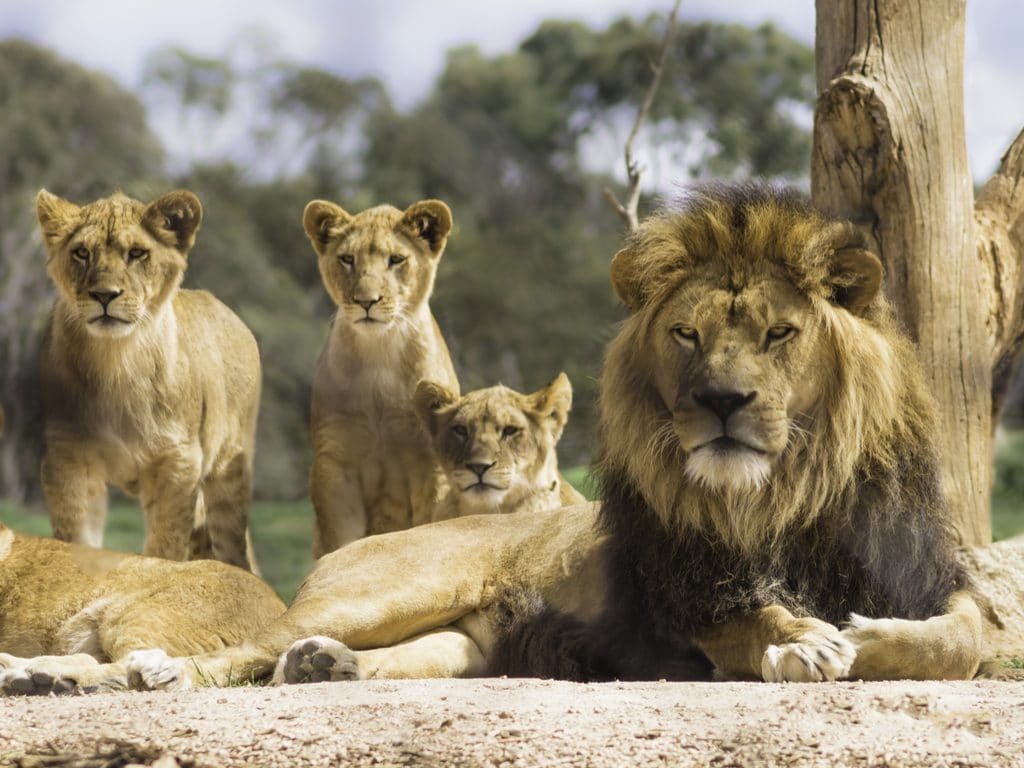 AFRICA: Lionscape, coalition to protect lions and double their numbers©Teresa Moore/Shutterstock