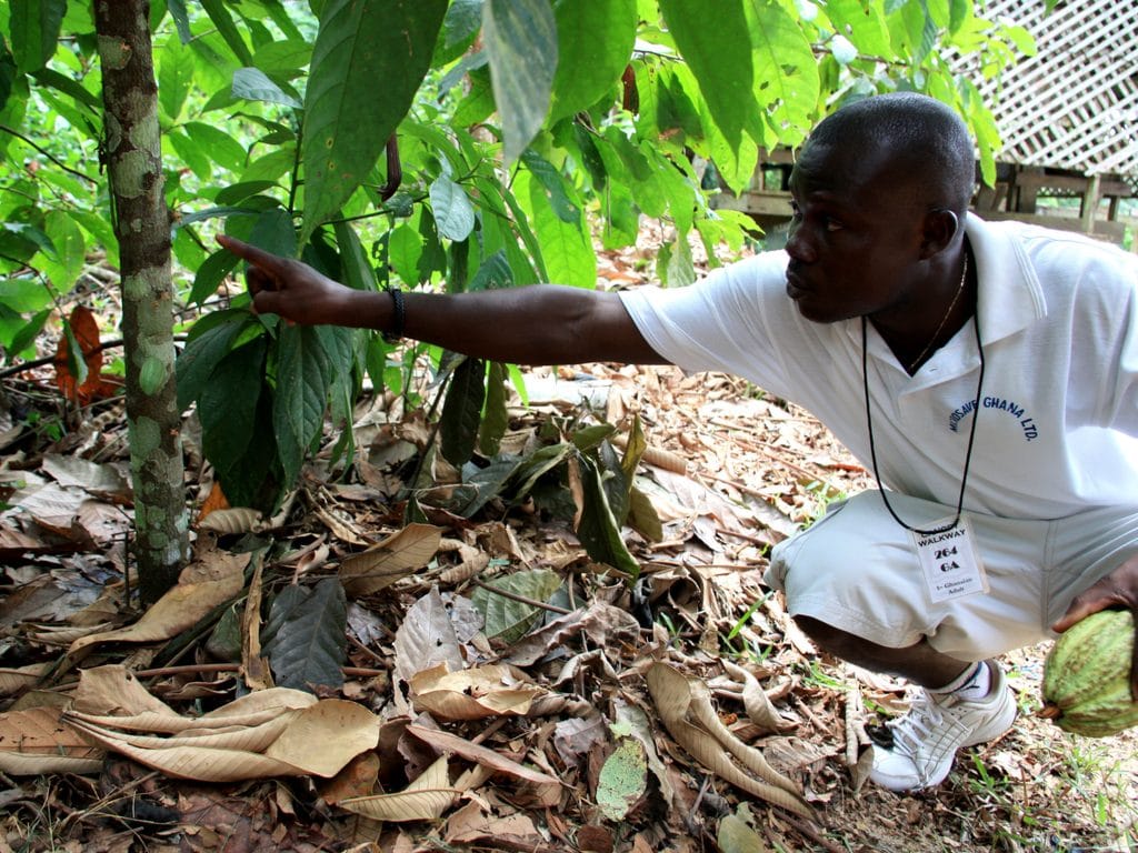 COTE D’IVOIRE : une formation au changement climatique et à l’agriculture durable©©Jen Watson/Shutterstock