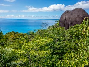 SEYCHELLES : l’État et la FAO allouent 5 M$ à la gestion des forêts et à la bioénergie©KarlosXII/Shutterstock