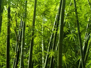 RWANDA: Government joins forces with China Bamboo to promote the product©szefei/Shutterstock